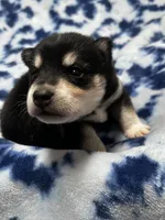 processed/961f3a80-8f7b-4a92-b61d-9c9d4774bc89/listing/595448f4-58e5-4d05-9dad-03725af2b7e3/fb0eb05f-ed0e-4885-b804-346fc4a5c0a6