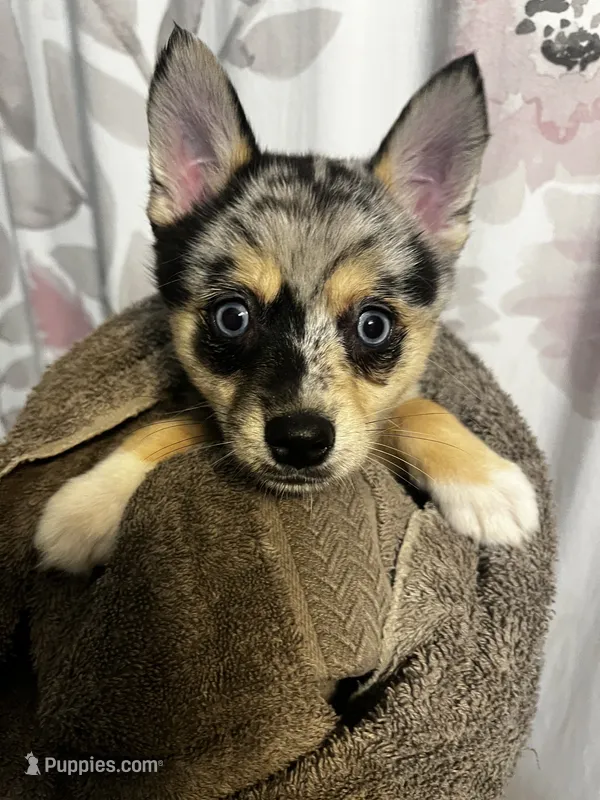 Sisu – Pomeranian, Alaskan Klee Kai puppy for sale in Elkhart, IN