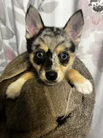 Sisu, a female Pomeranian and Alaskan Klee Kai for sale in Elkhart, IN – 1 of 7