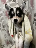 Valentino, a male Alaskan Klee Kai and Pomsky for sale in Elkhart, IN – 3 of 9