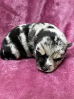 Sisu, a female Pomeranian and Alaskan Klee Kai for sale in Elkhart, IN – 4 of 6