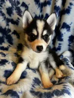 Valentino, a male Alaskan Klee Kai and Pomsky for sale in Elkhart, IN – 3 of 6