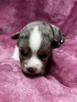 Eowyn, a female Alaskan Klee Kai and Toy Australian Shepherd for sale in Elkhart, IN – 2 of 5