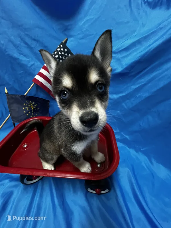 Ender - Blue Eyes! – Alaskan Klee Kai puppy for sale in Elkhart, IN