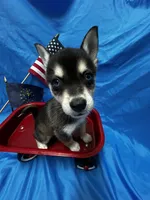 Ender - Blue Eyes!, a male Alaskan Klee Kai for sale in Elkhart, IN – 1 of 5