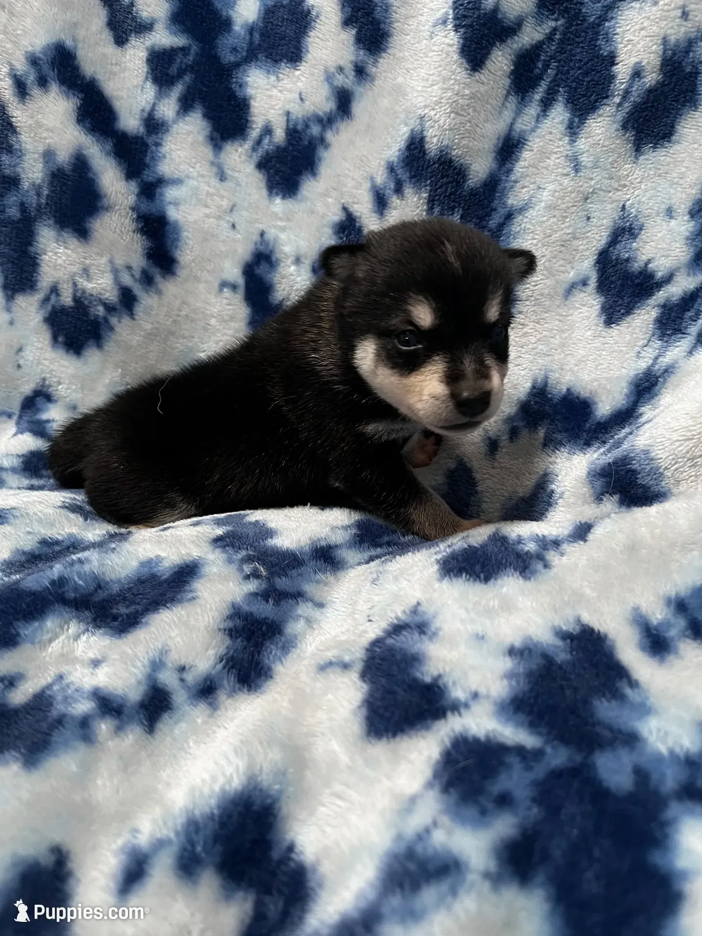 Firefly, a male Alaskan Klee Kai for sale in Elkhart, IN – 2 of 4