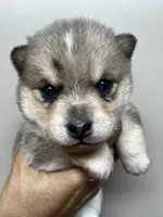 TukTuk, a male Pomeranian and Alaskan Klee Kai for sale in Elkhart, IN – 1 of 5