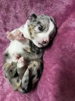 DeeDee, a female Alaskan Klee Kai and Toy Australian Shepherd for sale in Elkhart, IN – 5 of 5