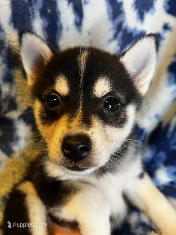 Xikel – Alaskan Klee Kai, Pomsky puppy for sale in Elkhart, IN