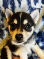 Xikel, a male Alaskan Klee Kai and Pomsky for sale in Elkhart, IN – 5 of 6