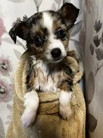 Eowyn - Blue Eyes!, a female Alaskan Klee Kai and Toy Australian Shepherd for sale in Elkhart, IN – 4 of 9
