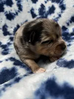 Uki, a male Pomeranian and Alaskan Klee Kai for sale in Elkhart, IN – 2 of 5