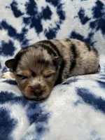 Uki, a male Alaskan Klee Kai and Pomsky for sale in Elkhart, IN – 3 of 5