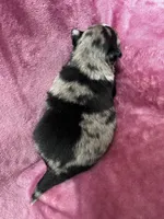 Brooke, a female Alaskan Klee Kai and Toy Australian Shepherd for sale in Elkhart, IN – 2 of 5