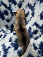 Clay, a male Alaskan Klee Kai for sale in Elkhart, IN – 3 of 4