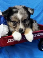 Brooke, a female Alaskan Klee Kai and Toy Australian Shepherd for sale in Elkhart, IN – 3 of 9