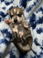 Clay, a male Alaskan Klee Kai for sale in Elkhart, IN – 4 of 4