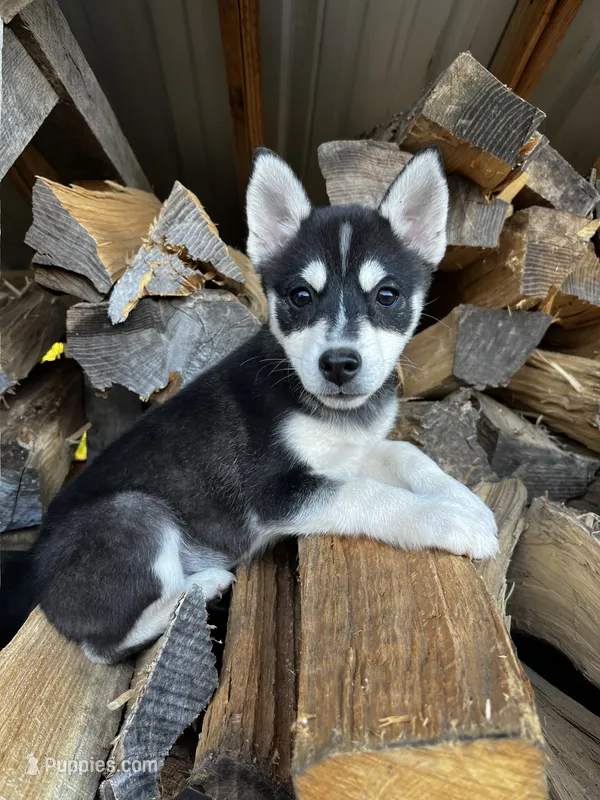 Xikel – Alaskan Klee Kai, Pomsky puppy for sale in Elkhart, IN