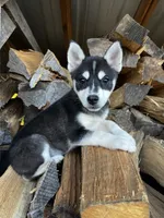 Xikel, a male Alaskan Klee Kai and Pomsky for sale in Elkhart, IN – 1 of 9