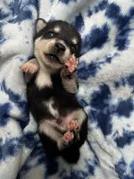 Firefly, a male Alaskan Klee Kai for sale in Elkhart, IN – 4 of 4