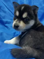 Uriah, a male Alaskan Klee Kai for sale in Elkhart, IN – 5 of 8