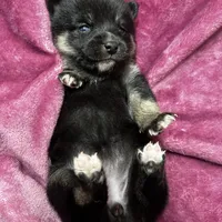 Pepper - Bi-Eyes, a female Alaskan Klee Kai and Pomsky for sale in Elkhart, IN – Photo 9 of 10