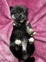 processed/961f3a80-8f7b-4a92-b61d-9c9d4774bc89/listing/6f68529d-e8db-4aeb-9333-0b168c79be9f/1922779e-4dd5-4efe-bc2c-9b6d262c3a84