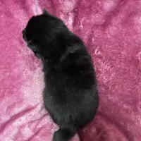 Pepper - Bi-Eyes, a female Alaskan Klee Kai and Pomsky for sale in Elkhart, IN – Photo 7 of 10