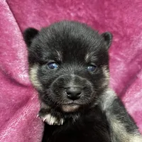 Pepper - Bi-Eyes, a female Alaskan Klee Kai and Pomsky for sale in Elkhart, IN – Photo 4 of 10
