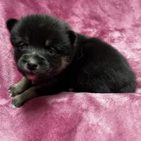 Pepper - Bi-Eyes, a female Alaskan Klee Kai and Pomsky for sale in Elkhart, IN – Photo 5 of 10