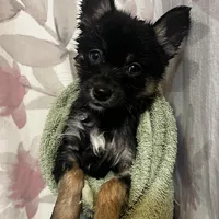 Pepper - Bi-Eyes, a female Alaskan Klee Kai and Pomsky for sale in Elkhart, IN – Photo 3 of 10