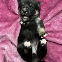 Pepper - Bi-Eyes, a female Alaskan Klee Kai and Pomsky for sale in Elkhart, IN – Photo 6 of 10