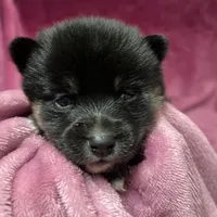Pepper - Bi-Eyes, a female Alaskan Klee Kai and Pomsky for sale in Elkhart, IN – Photo 8 of 10