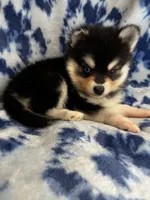 Yuri, a male Alaskan Klee Kai and Pomsky for sale in Elkhart, IN – 2 of 6