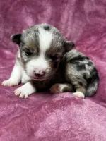 DeeDee, a female Alaskan Klee Kai and Toy Australian Shepherd for sale in Elkhart, IN – 1 of 5