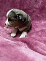 Eowyn, a female Alaskan Klee Kai and Toy Australian Shepherd for sale in Elkhart, IN – 4 of 5
