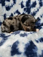 Uki, a male Pomeranian and Alaskan Klee Kai for sale in Elkhart, IN – 4 of 5
