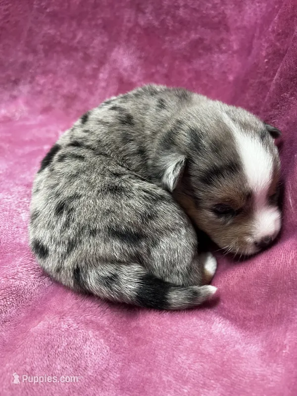 Eowyn, a female Alaskan Klee Kai and Toy Australian Shepherd for sale in Elkhart, IN – 1 of 5