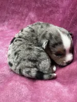Eowyn, a female Alaskan Klee Kai and Toy Australian Shepherd for sale in Elkhart, IN – 1 of 5