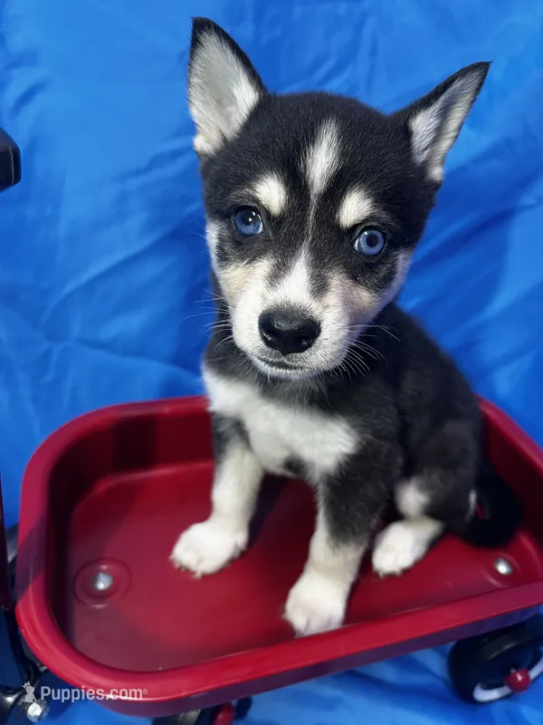 Durango – Alaskan Klee Kai puppy for sale in Elkhart, IN