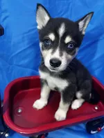 Durango - Blue Eyes!, a male Alaskan Klee Kai for sale in Elkhart, IN – 2 of 6