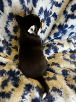 Xikel, a male Alaskan Klee Kai and Pomsky for sale in Elkhart, IN – 3 of 6