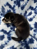 Grant, a male Alaskan Klee Kai for sale in Elkhart, IN – 2 of 4