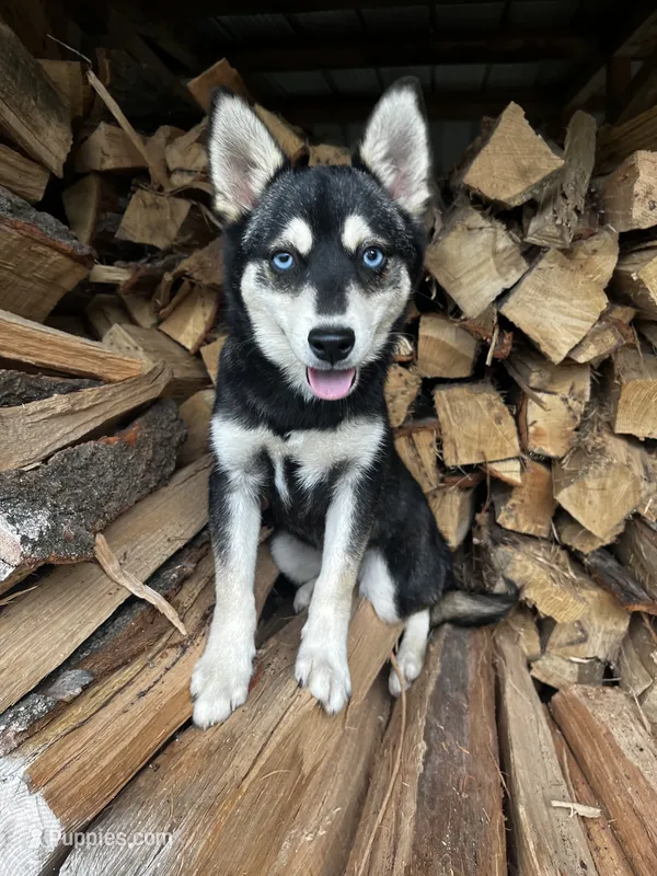 Ender - Blue Eyes! – Alaskan Klee Kai puppy for sale in Elkhart, IN