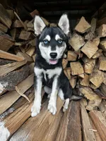 Ender - Blue Eyes!, a male Alaskan Klee Kai for sale in Elkhart, IN – 1 of 8