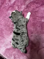 Eowyn, a female Alaskan Klee Kai and Toy Australian Shepherd for sale in Elkhart, IN – 3 of 5