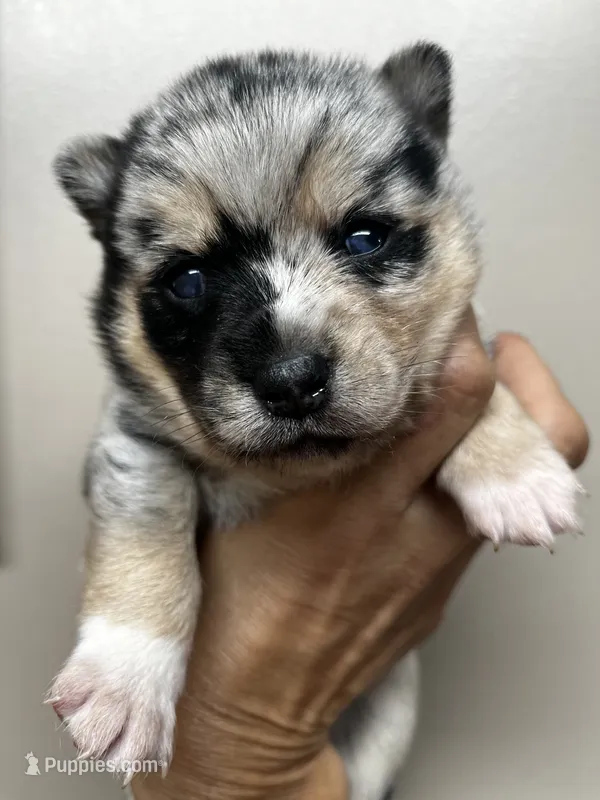 Sisu – Alaskan Klee Kai, Pomsky puppy for sale in Elkhart, IN