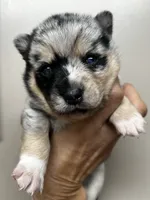 Sisu, a female Alaskan Klee Kai and Pomsky for sale in Elkhart, IN – 1 of 5
