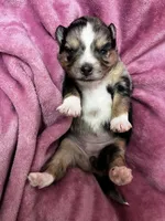 Brooke, a female Alaskan Klee Kai and Toy Australian Shepherd for sale in Elkhart, IN – 5 of 5