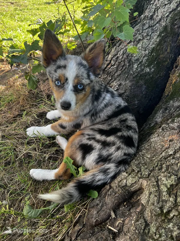 Eowyn - Blue Eyes! – Alaskan Klee Kai, Toy Australian Shepherd puppy for sale in Elkhart, IN